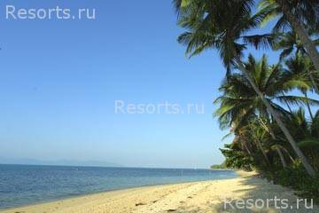 Coconut Tropicana 25